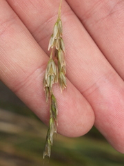 Anthoxanthum redolens