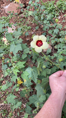 Hibiscus vitifolius