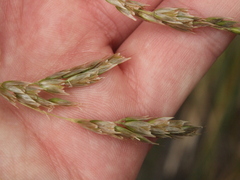 Anthoxanthum redolens