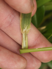 Anthoxanthum redolens