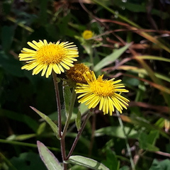 Inula japonica