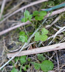 Ranunculus crassipes