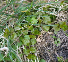 Epilobium pedunculare