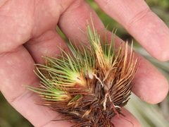 Oreobolus pectinatus