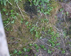 Ranunculus crassipes
