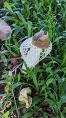 Phallus atrovolvatus