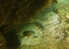 Lutjanus russellii