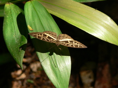 Catuna crithea