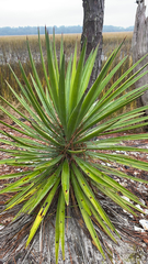 Yucca aloifolia