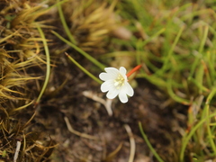Epilobium pernitens
