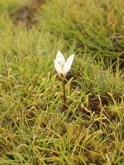 Gentianella grisebachii