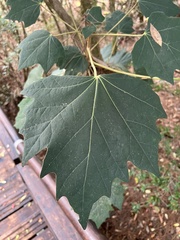 Sinopanax formosanus
