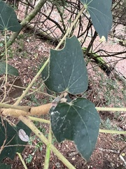 Sinopanax formosanus