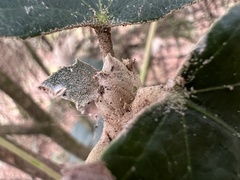 Sinopanax formosanus