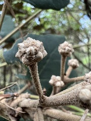 Sinopanax formosanus