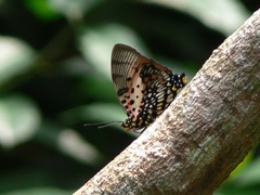 Charaxes zingha