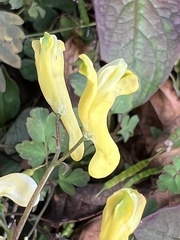 Corydalis pallida