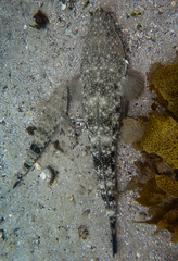 Platycephalus fuscus