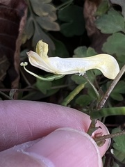 Corydalis pallida