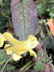 Corydalis pallida