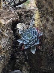 Echeveria