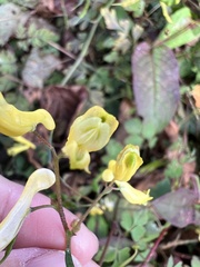 Corydalis pallida