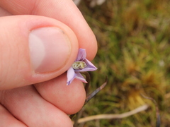 Thelymitra cyanea