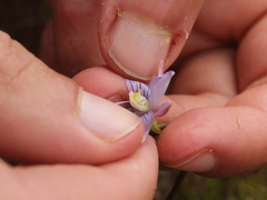 Thelymitra cyanea
