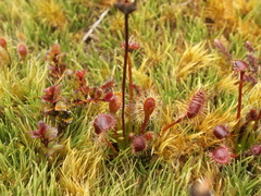 Drosera stenopetala