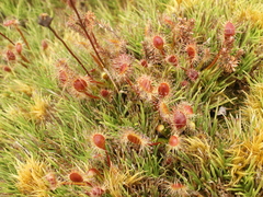 Drosera stenopetala
