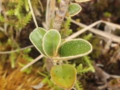 Brachyglottis elaeagnifolia