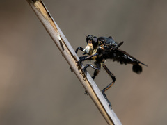 Blepharotes splendidissimus