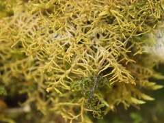 Lepicolea