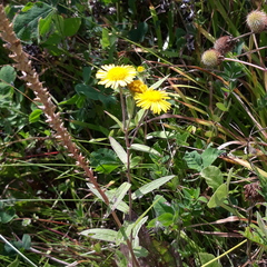 Inula japonica