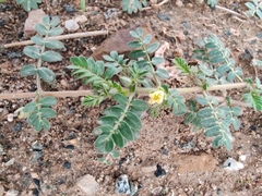 Tribulus terrestris