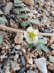 Tribulus terrestris