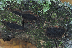 Biscogniauxia dennisii