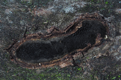 Biscogniauxia dennisii