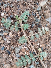 Tribulus terrestris