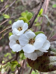 Spiraea prunifolia pseudoprunifolia