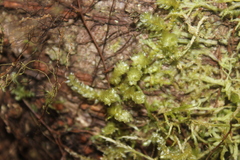 Weymouthia cochlearifolia
