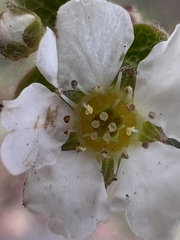 Spiraea prunifolia pseudoprunifolia