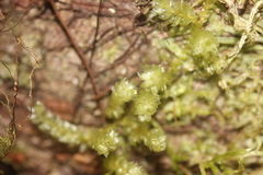 Weymouthia cochlearifolia