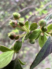 Spiraea prunifolia pseudoprunifolia