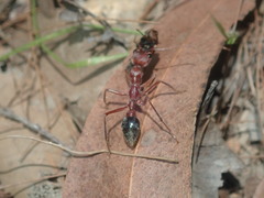 Myrmecia comata