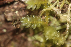 Weymouthia cochlearifolia