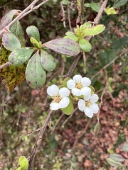 Spiraea prunifolia pseudoprunifolia