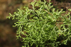 Hymenophyllum flexuosum