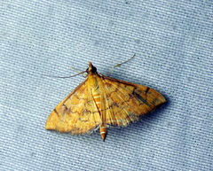 Portentomorphini