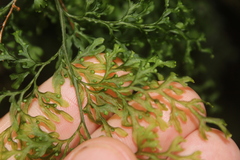 Hymenophyllum flexuosum